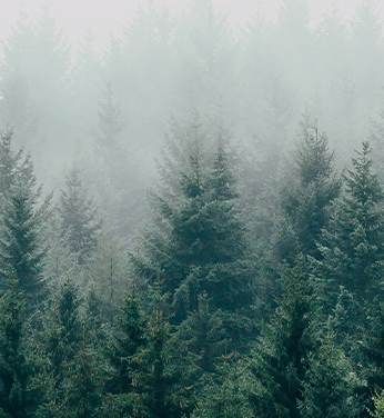 How Healthy, Sustainable Forests Help Wildlife and Their Habitats