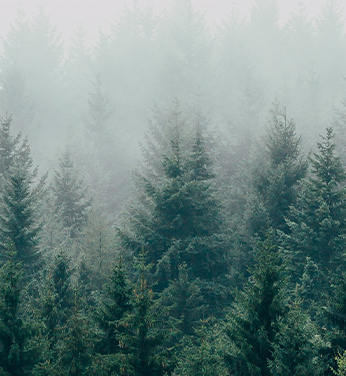 Comment des forêts saines et durables aident la faune et ses habitats?